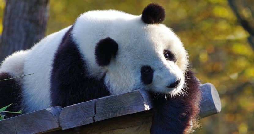 oso panda gigante