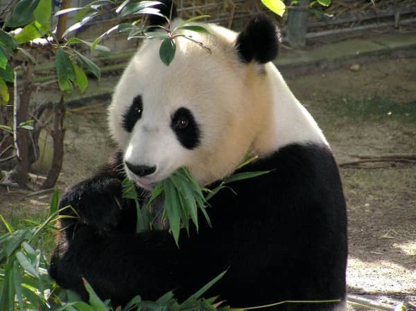 oso panda gigante con bambú